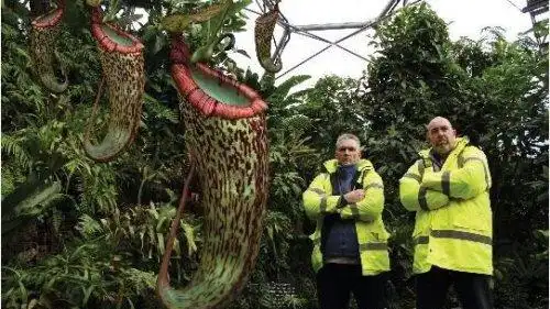 巨型猪笼草的发现,让食人草的传说更为真实,当初我们认为猪笼草就是