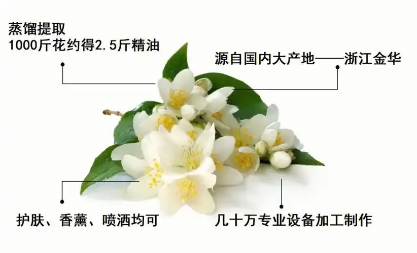 苦橙花纯露来啦