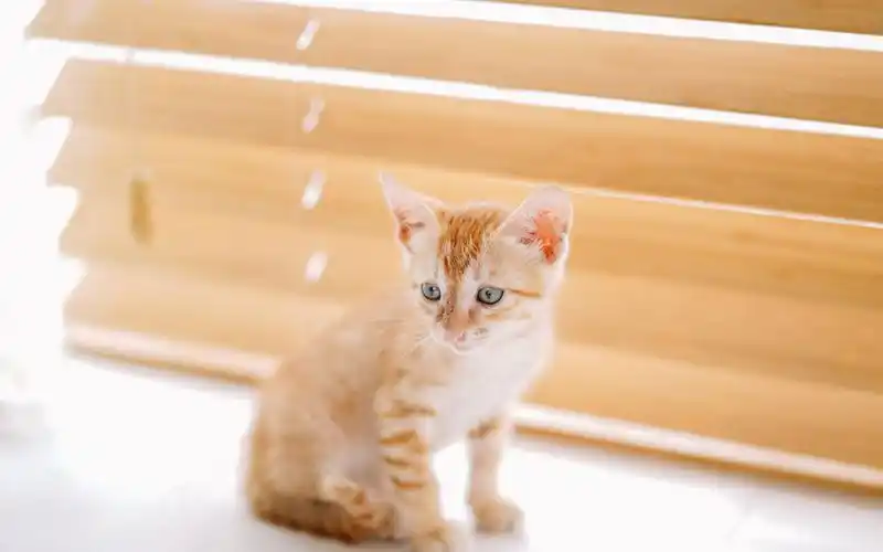 黄色小奶猫图片高清电脑壁纸