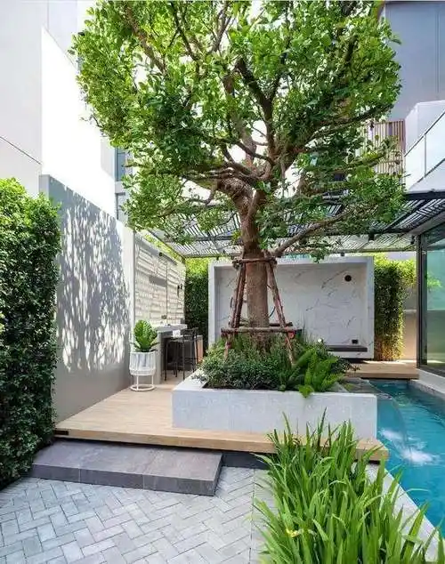 庭院种植大树的禁忌