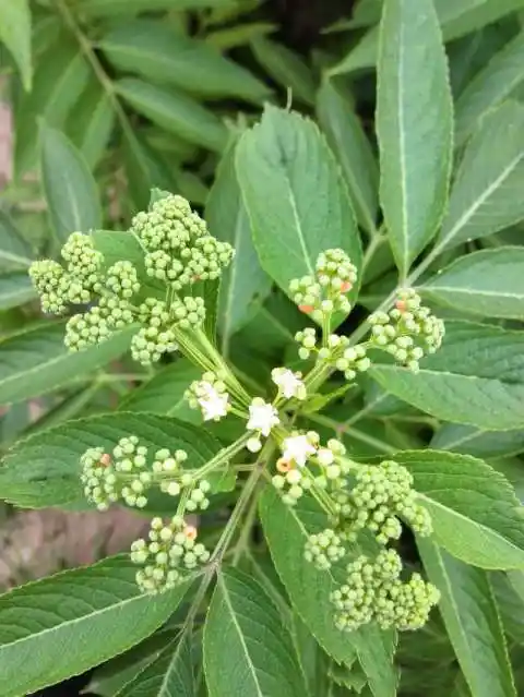 农村有一种臭草, 功效如其名, 治跌打损伤功效极佳