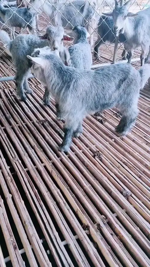 鲁西南青山羊养殖场