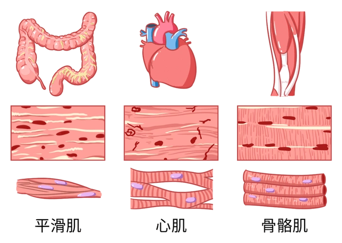 经常运动的人离横纹肌溶解有多远出现这些症状请当心
