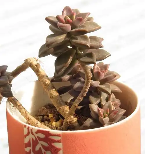 原来姬胧月悬挂老桩都是这么来的,方法掌握了,你也可以造型