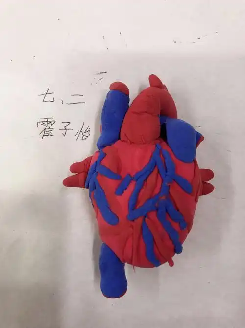 2018级红旗班生物心脏模型制作