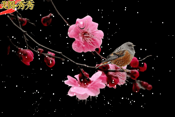 梅花动态图片,雪梅花唯美动态图片:邀月窗前共酒杯 寻词再颂雪中梅