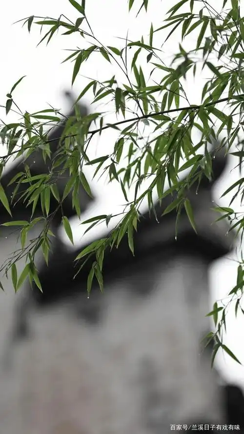 人间漫未知,梅雨与晚风说了许多夏天的故事