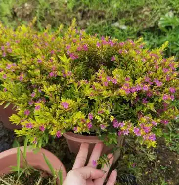 金叶满天星小红盆冠幅饱满