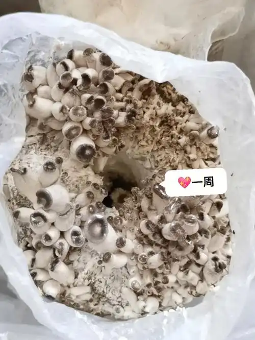 菌菇日记黑平菇