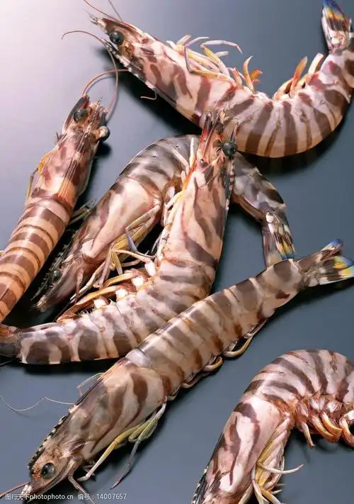海洋生物 关键词:竹折虾 游水海鲜 水产食材 海鲜 大虾 虾子 海虾