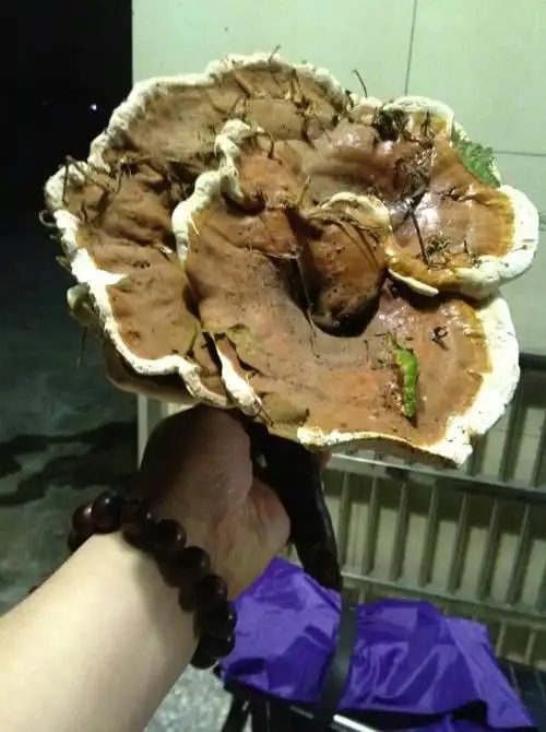 169 2010-07-28 灵芝的种类 115 2011-12-17 请问有谁知道这种灵芝是