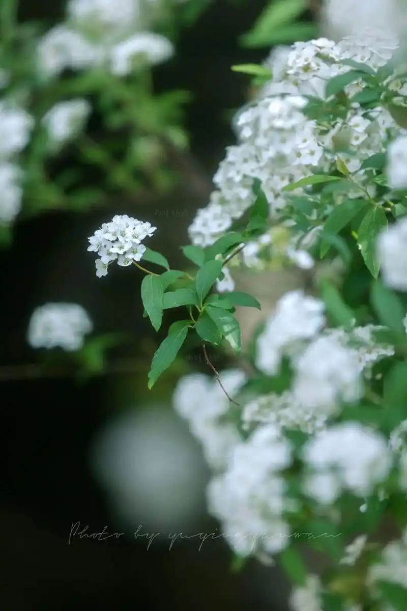 沧浪亭|麻叶绣线菊|暮春卷起千堆雪.麻叶绣线菊,花色雪白,盛 - 抖音