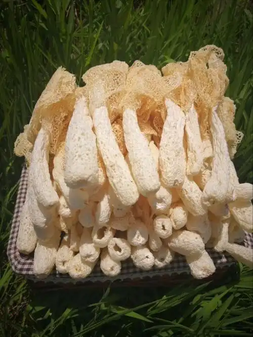 野生菌菇 无硫竹荪 古田竹荪 菌菇干货50g淘宝代发