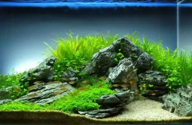 鱼缸造景就像是创作一幅画,在造景的时候,就先要对鱼缸进行构思.