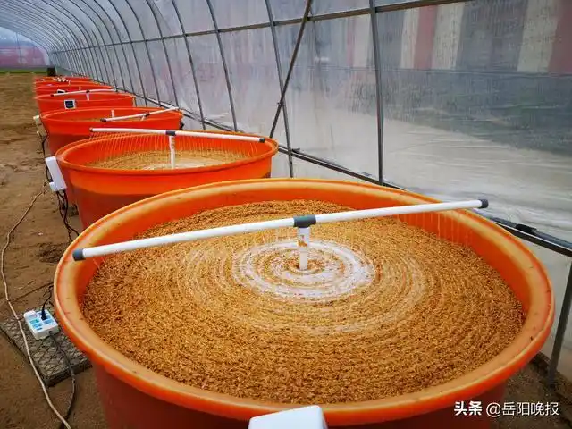 不负好春光岳阳处处春耕忙