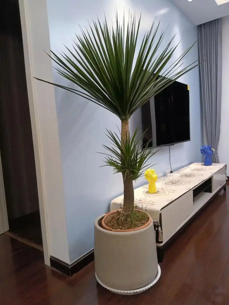 第一次养黑珍珠龙血树