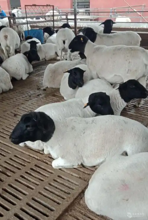 杜泊羊品种大全6个月的杜泊羊苗