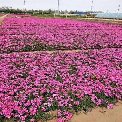 丛生福禄考 芝樱 大量供应各种规格草花 福禄考苗 做花海