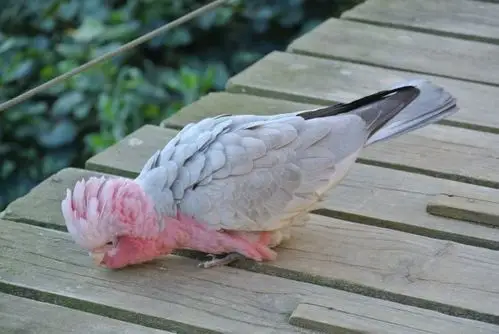 玫瑰葵花鹦鹉(galah cockatoo)