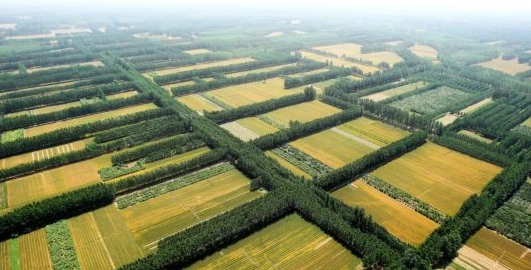 未来十年两步走,河南森林将这样实现