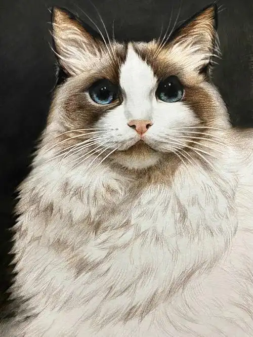 初中生绘画精微素描布偶猫