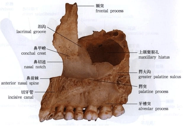颌面部应用解剖与生理