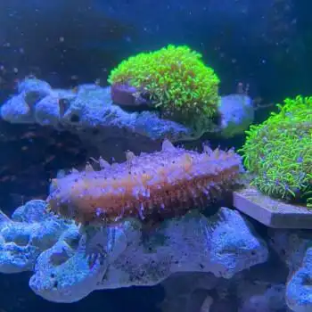 翻沙海参黑海参观赏活体海洋生物吃藻除藻海缸翻砂野生大海参宠物