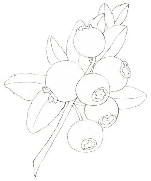 蓝莓怎么画简笔画视频