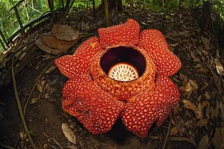 他是孤独的植物猎人每年行走距离可绕地球10圈