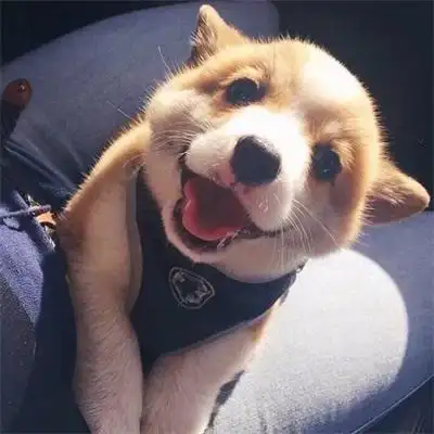 萌萌哒宠物狗男生头像超好看的狗狗