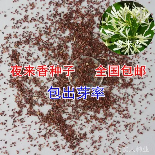 种子香草夜来香驱蚊药材月苋草种四季播种易活家庭园艺种子