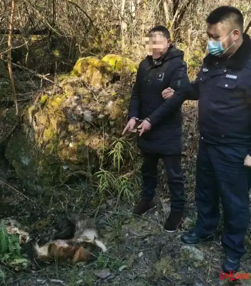 5人携猎枪多次出入大熊猫国家公园等地,猎杀中华斑羚等多只国家二级