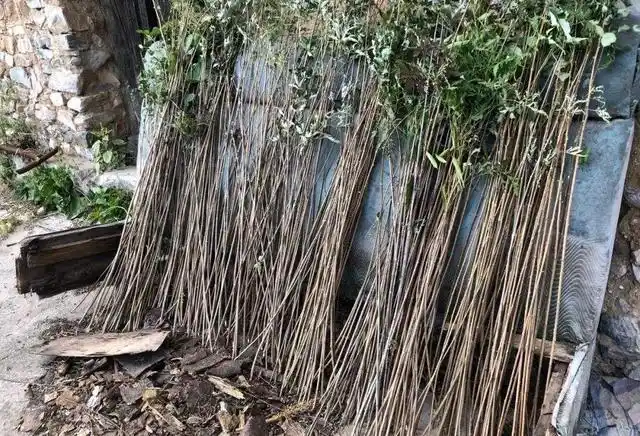 一种浑身是宝的"野荆",可别看它杂乱多刺,却集多种价值于一身