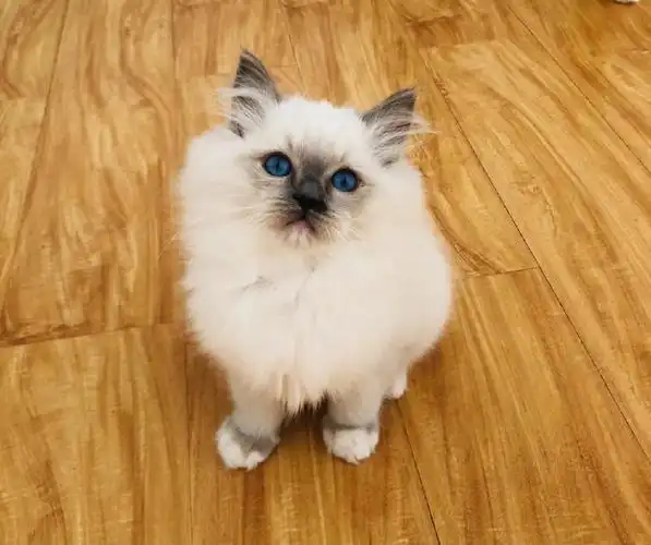 济南重点色布偶领养