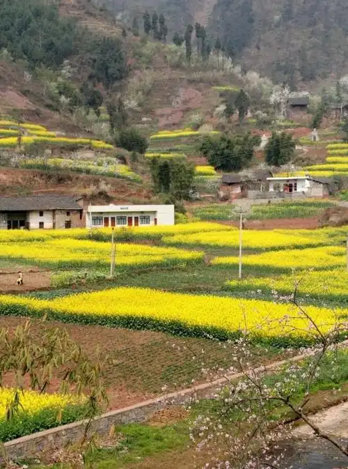 村庄 文/吴炜枫