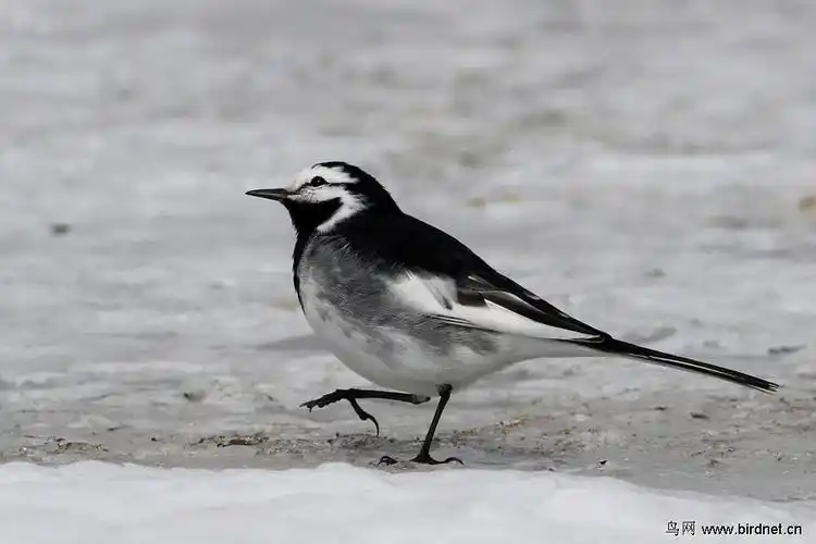 牡丹江发现稀有亚种-黑背贯眼纹白鹡