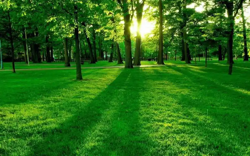 清新唯美 绿色护眼笔记本电脑桌面壁纸下载