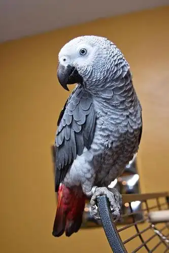 世界上最会学说话的鹦鹉——非洲灰鹦鹉.