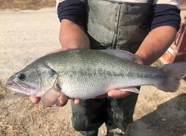 鱼苗增长30%仍畅销!养殖容量再增,这条"网红鱼"拿下开年红!