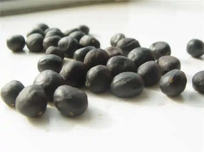 牡丹籽 中川油牡丹花籽价格 牡丹籽求购 紫牡丹种子