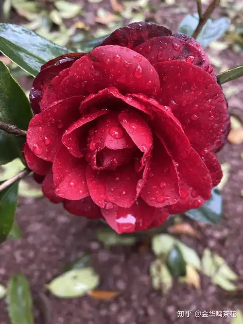 金碧辉煌茶花 - 知乎