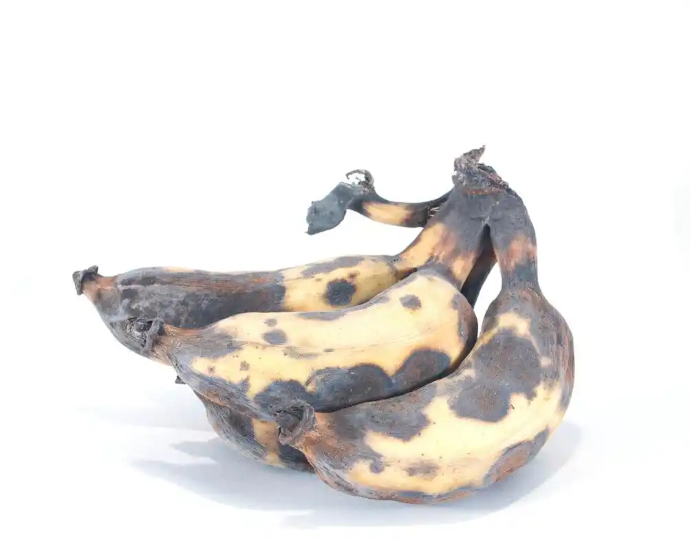 白色背景的腐烂香蕉