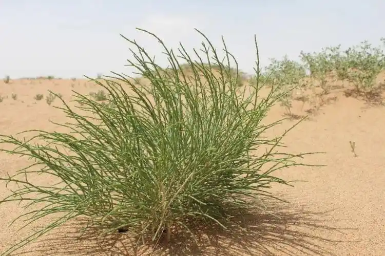 荒漠里的"养梭人":种梭梭,让我回到故乡