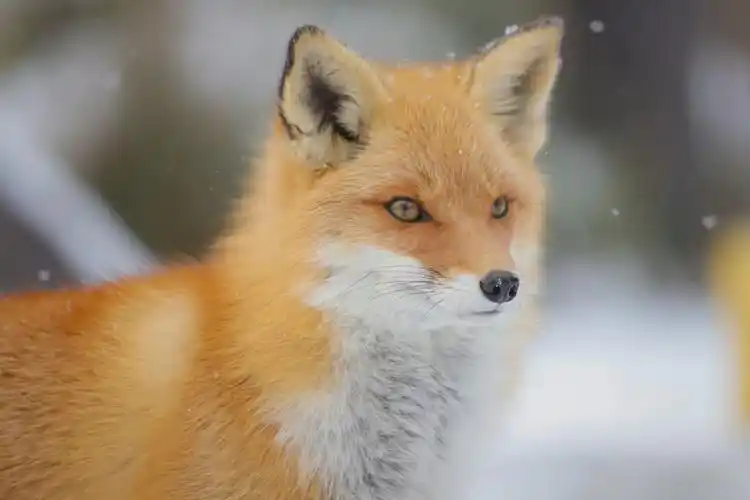 雪中的高颜值小狐狸太美了
