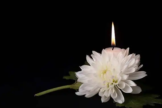 白色菊花菊花花卉