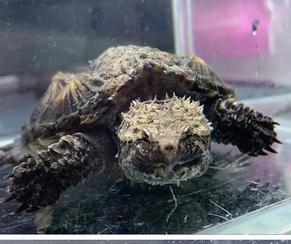 原种佛鳄龟鳄龟鳄龟爆刺凶猛纯佛小鳄龟苗美杂北佛观赏宠物水龟 3-4