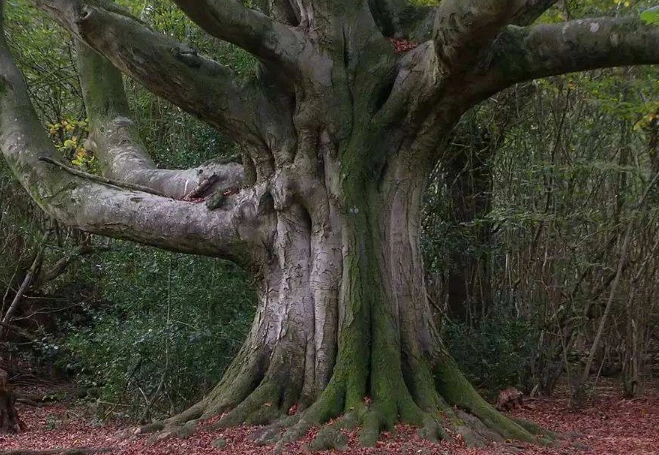 百年大树突然无故倒下,挖开树根之后,村民们开始后悔!