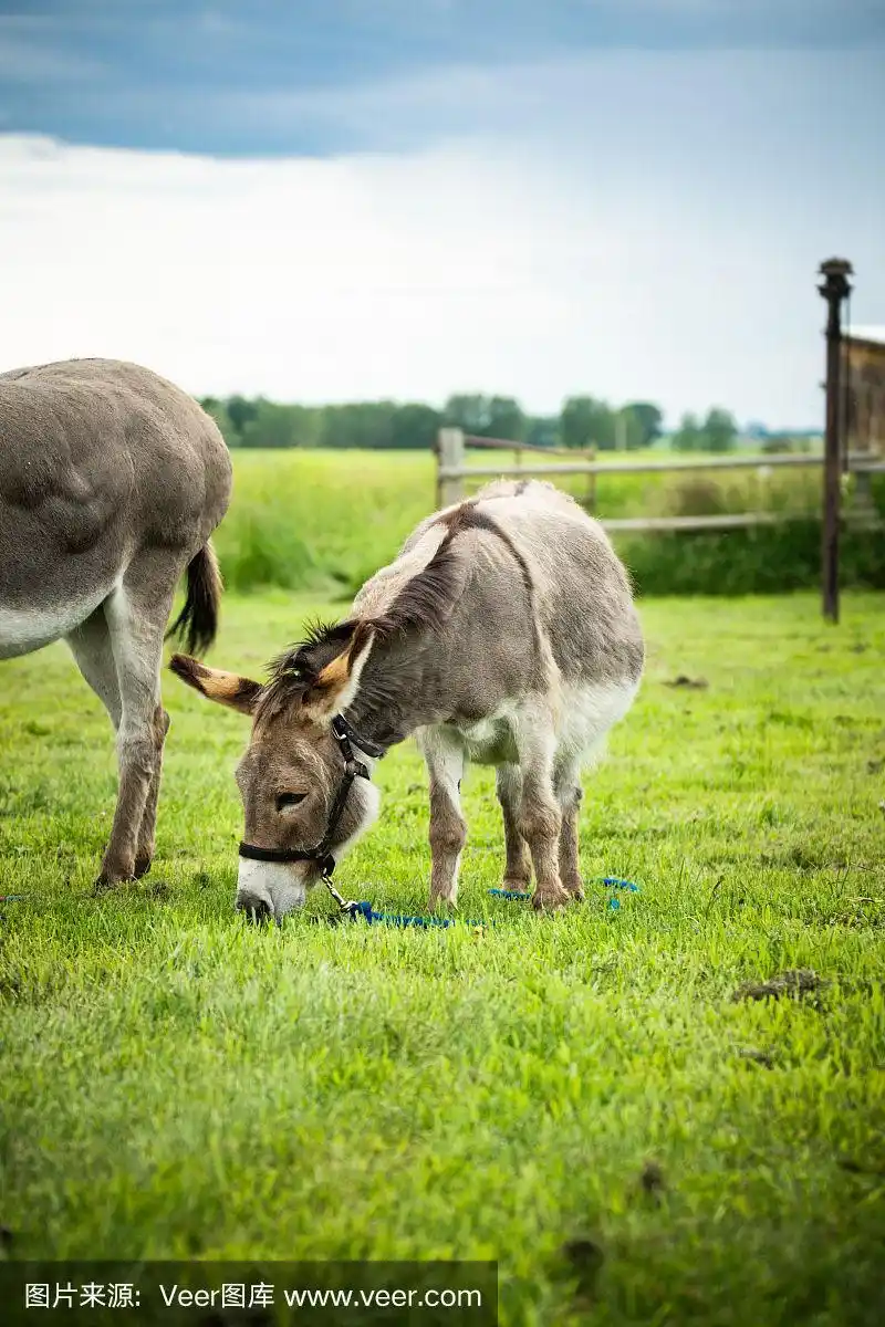 小的,驴子,食草,草地,马笼头