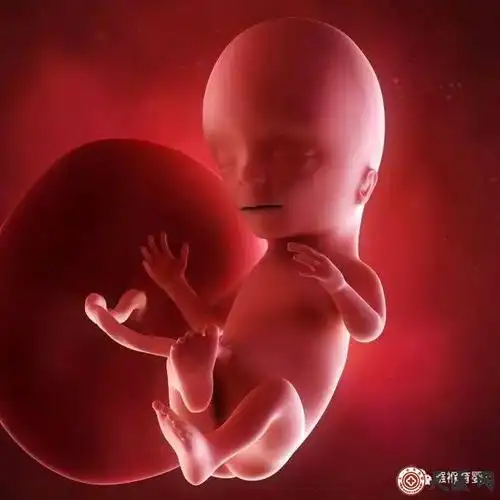 怀孕142周的3d胎儿超声图