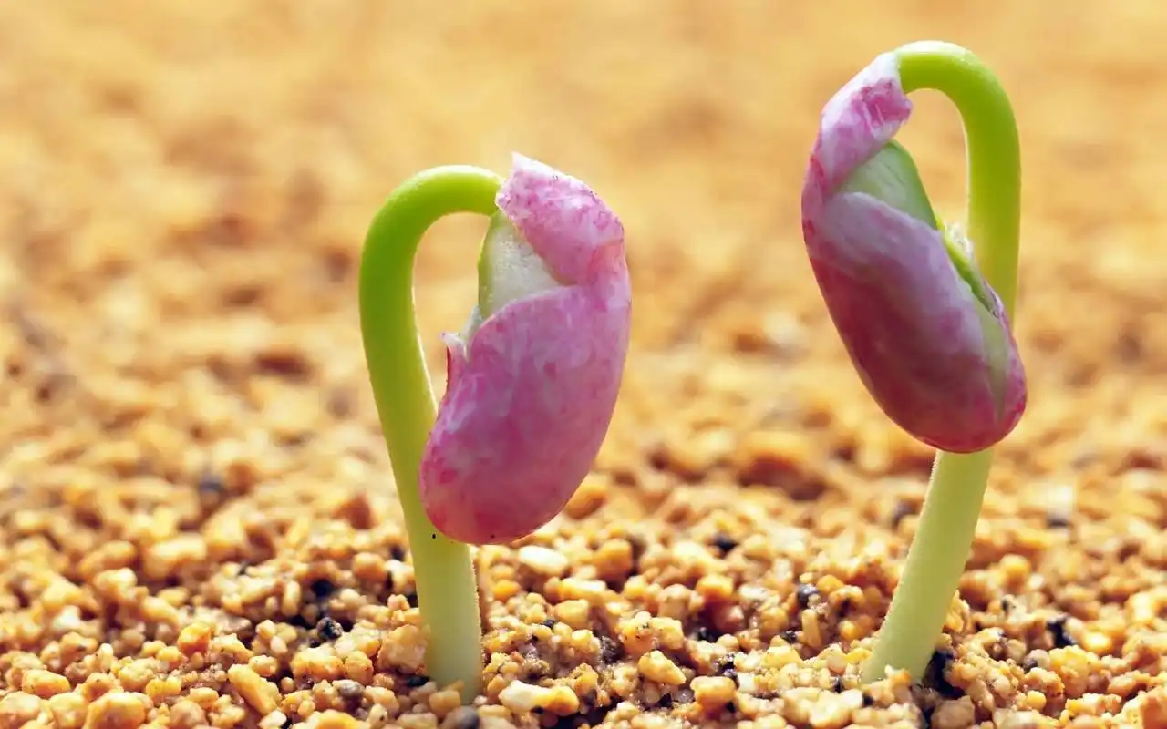 植物种子传播的方法